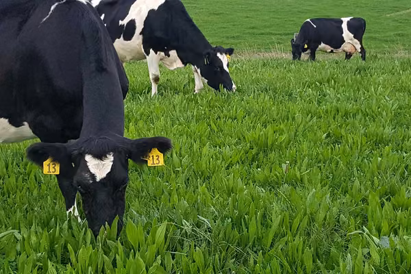 Massey key partner in programme supporting sustainable farming - image1