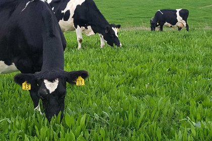 Massey key partner in programme supporting sustainable farming - image1