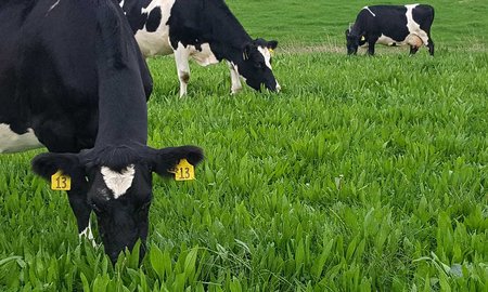 Massey key partner in programme supporting sustainable farming - image1