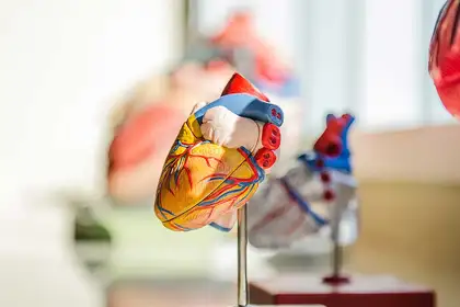 Heart 3D model