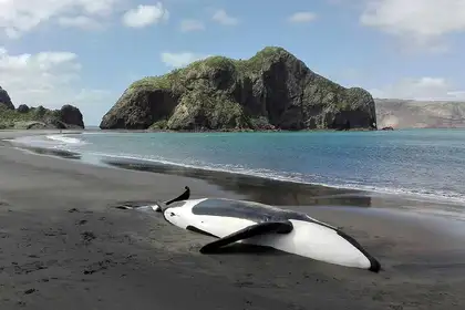 Massey marine biologists investigate orca death - image1