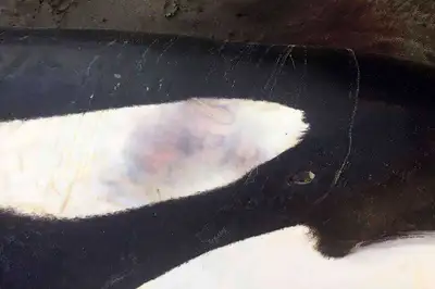 Massey marine biologists investigate orca death - image3