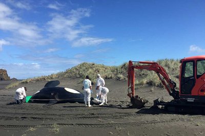 Massey marine biologists investigate orca death - image2