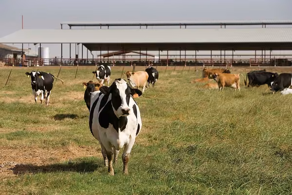 Supporting farming families during times of stress - image1