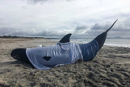 Stranded pygmy killer whale