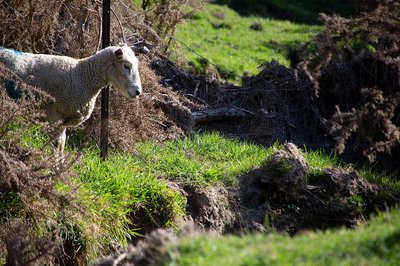 Are sheep hanging around waterways? - image2