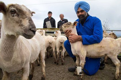 Measuring an animal’s pain - image1