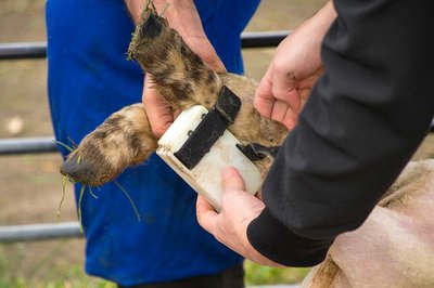 Measuring an animal’s pain - image2