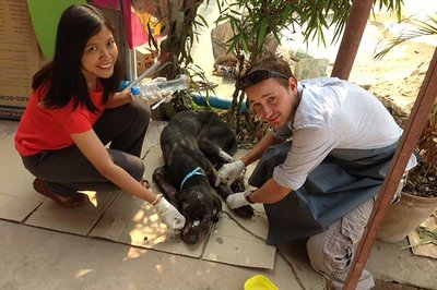 Massey Alumnus takes vet skills from Te Awamutu to the world - image3