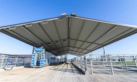 Animal handling facility at Dairy 4 Farm