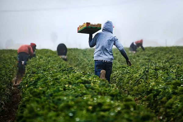 Berry pickers