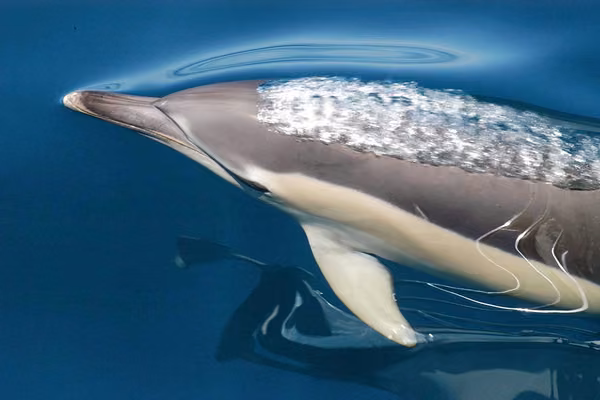 What’s for dinner? State of Hauraki Gulf reflected in dolphin diet - image1