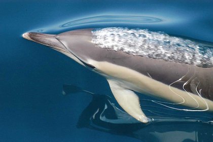 What’s for dinner? State of Hauraki Gulf reflected in dolphin diet - image1
