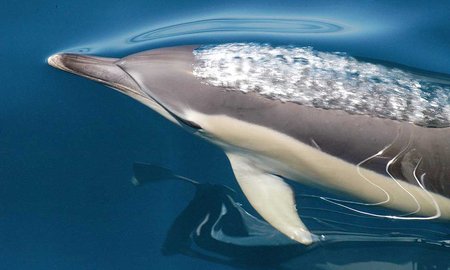 What’s for dinner? State of Hauraki Gulf reflected in dolphin diet - image1
