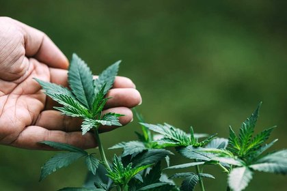 How to strengthen New Zealand's proposed Cannabis Legislation and Control  Bill