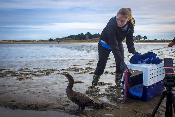 Wildbase takes shag and penguin home - image1