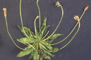 narrow-leaved plantain showing rosette and stems.