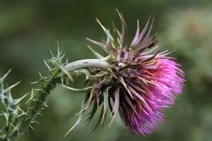 Nodding thistle seed head.