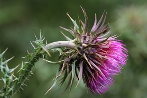 nodding thistle