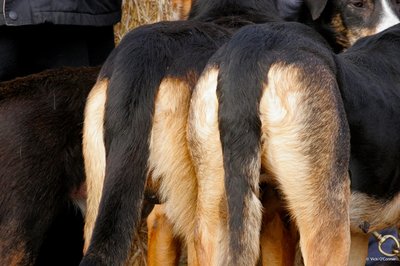 A photo of the back of two Hunterway dogs