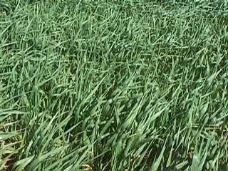 Photo of a crop of oats
