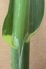 Photo of an oat grass stalk