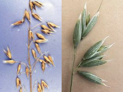 Photos of the oat grass seedhead