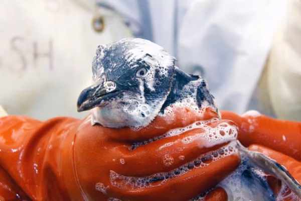 Blue penguin being washed