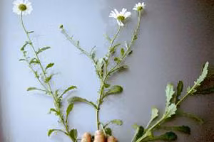 Full view of oxeye daisy.