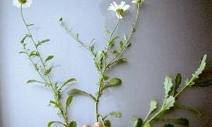 Full view of oxeye daisy.