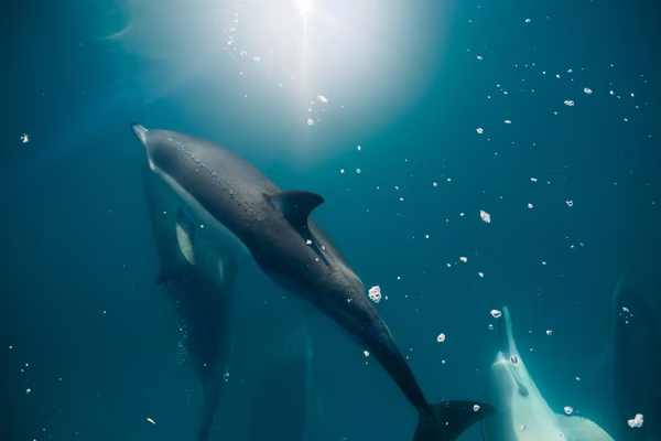 dolphins under the water