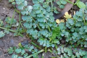 Parsley dropwort leaves.
