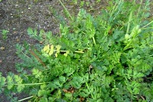 Parsley dropwort (Botanical name: Oenanthe pimpinelloides)