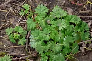 Parsley piert