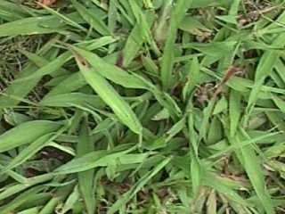 Photo of Paspalum plant