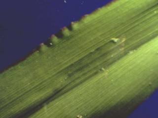 Photo of Paspalum leaf