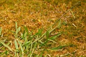 Paspalum (Botanical name: Paspalum dilatatum)