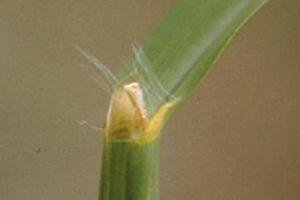Paspalum membranous ligule which has a tuft of hairs either side.