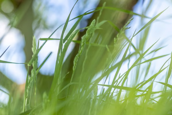 Photo of grass