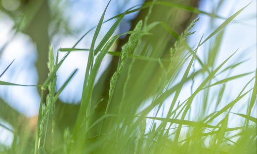 Photo of grass