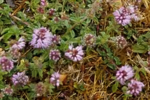 Pennyroyal in flower.