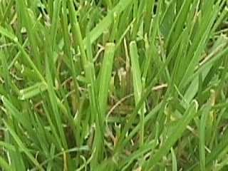 Photo of Perennial ryegrass.