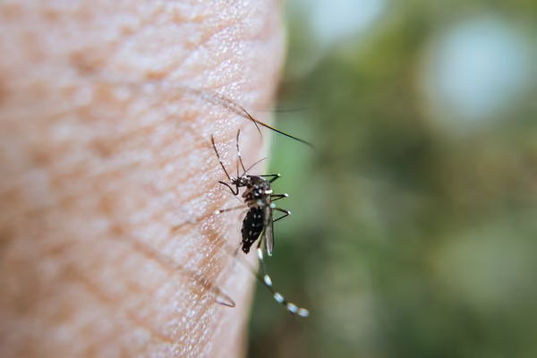 Mosquito