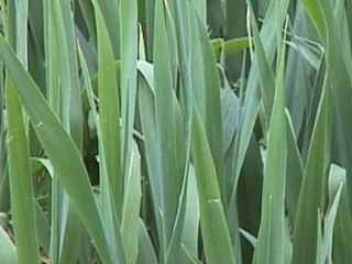 Photo of Phalaris grass
