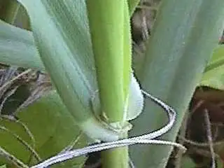 Photo of Phalaris leaf and ligule