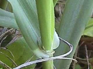 Photo of Phalaris leaf and ligule