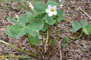 Pink shamrock (botanical name: Oxalis vallicola)