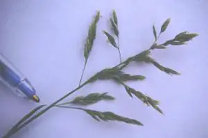 Annual poa leaf blade