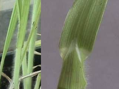 Photo of the leaf of Prairie grass
