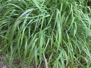 Photo of Prairie grass